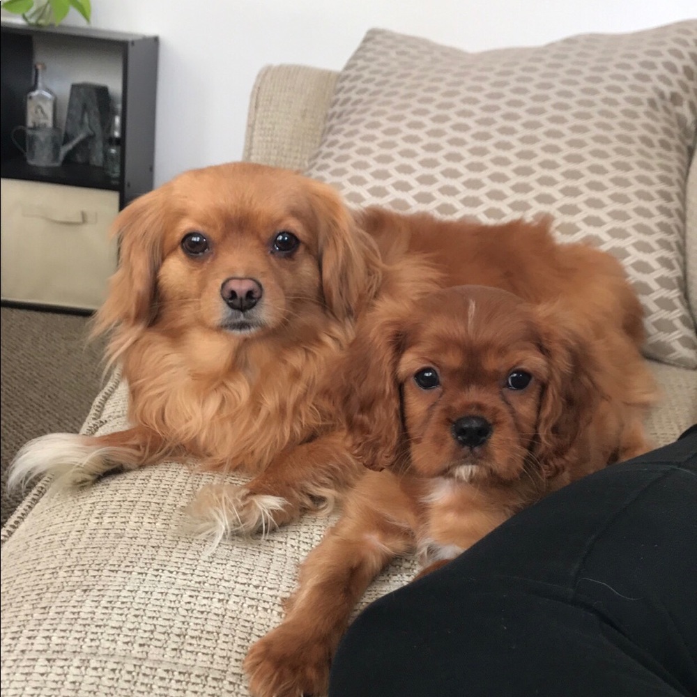 Meet your Posher, Devon